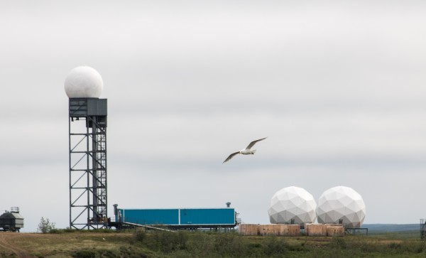 Seagull - Tuktoyaktuk NWT by Laurie Kindred